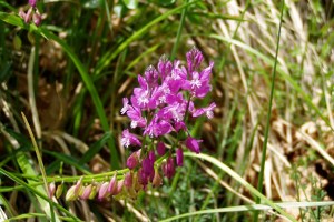 Polygala comosa (1200 x 800)